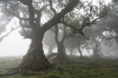 the haunted forest