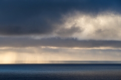 lone bird in flight