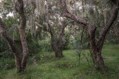 fairytale trees